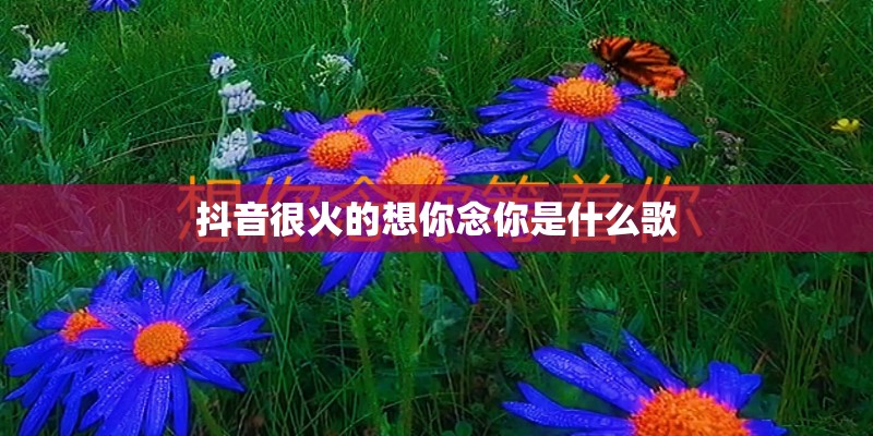 抖音很火的想你念你是什么歌